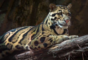 Clouded-Leopard-0059-9649-445px